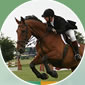 show jumping field